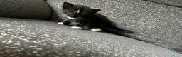 Mixed Breed cats for sale: 3 male kittens for sale  - Advert 13