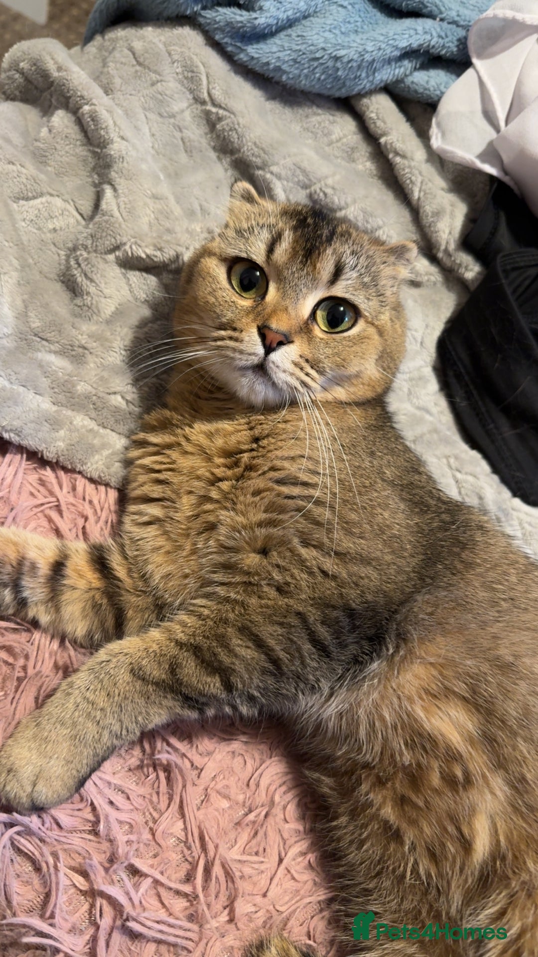 British Shorthair cats for sale: Luna British Shorthaired  - Image 2