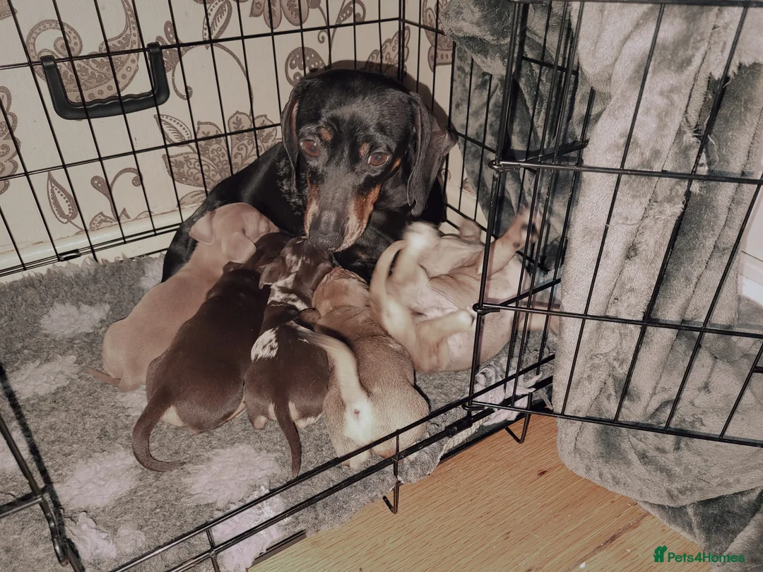 Chiweenie dogs for sale: 5 beautiful puppy's 3 boys and 2 girls - Advert 1