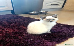 Ragdoll cats for sale: Champion dad Pedigree ragdolls GCCF  - Image 21