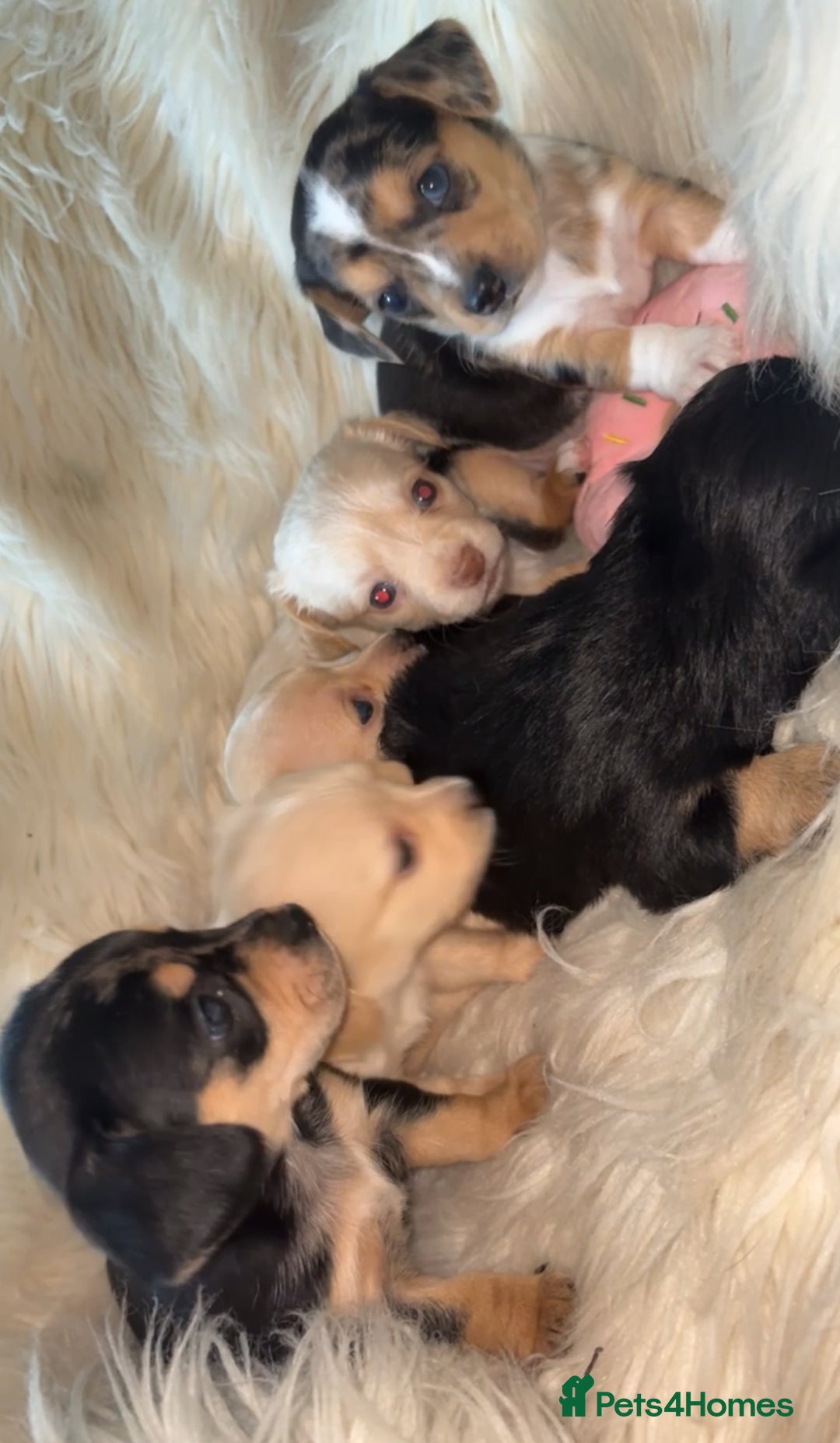 Dachshund dogs for sale: Gorgeous mini Dacshund X puppies🐾 - Advert 11