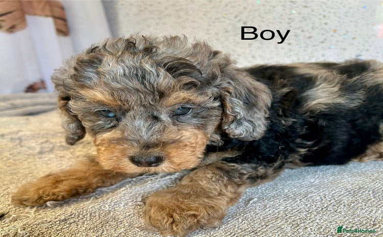 Shihpoo dogs - Advert 2