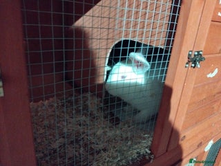 New Zealand rabbits New zealand white and hutch - Advert 1