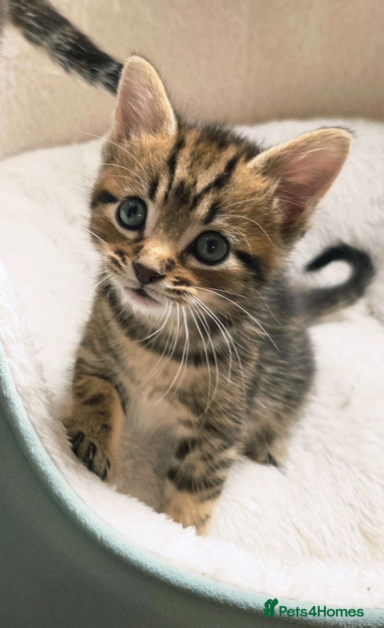 Mixed Breed cats for sale: Tabby kittens available 22nd of June - Advert 8