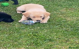 Labrador Retriever dogs for sale: Yellow and black Labrador puppies in Whitchurch - Image 15