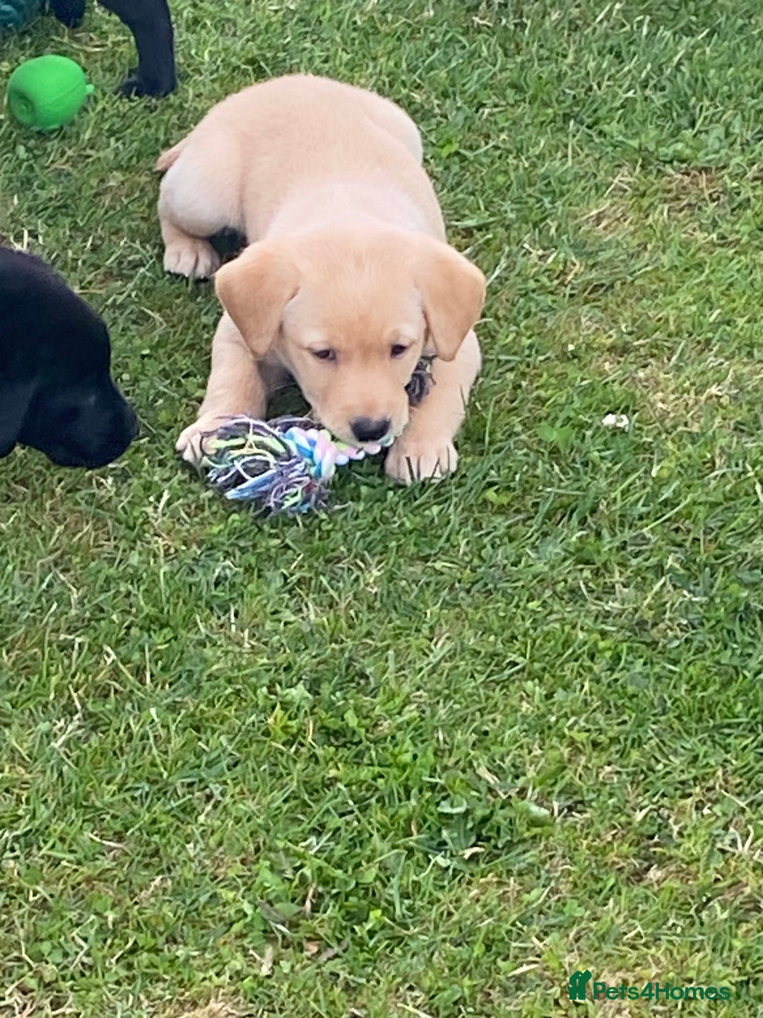 Labrador Retriever dogs for sale: Yellow and black Labrador puppies in Whitchurch - Image 15