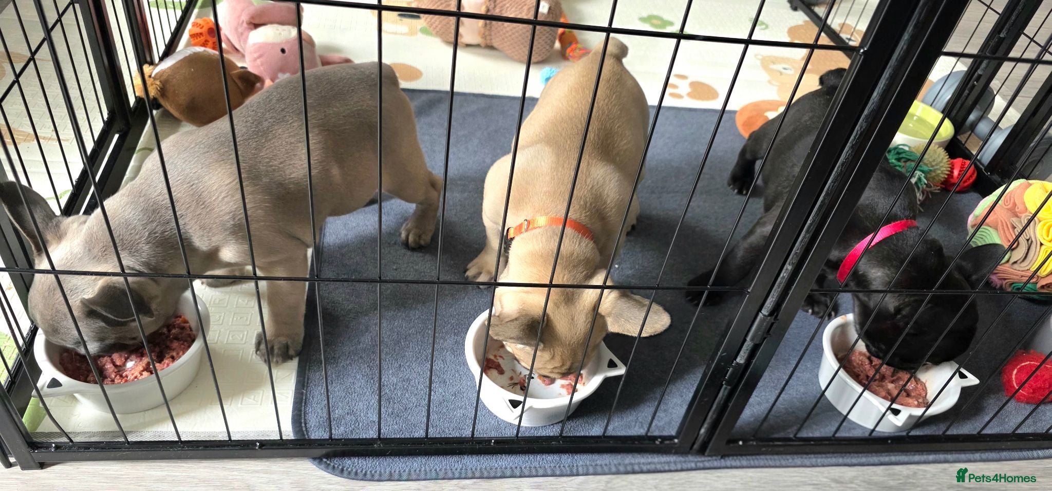 French Bulldog dogs 💛Bright, Affectionate Brindle Girl 💛Ready Now‼️ - Advert 6