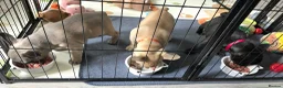French Bulldog dogs for sale: 💛Bright, Affectionate Brindle Girl 💛Ready Now‼️ - Advert 3