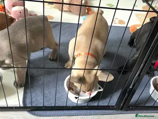 French Bulldog dogs 💛Bright, Affectionate Brindle Girl 💛Ready Now‼️ - Advert 6