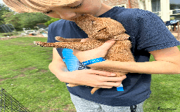 Labradoodle dogs for sale: Gorgeous F1b Labradoodle Puppies for loving homes. - Image 2