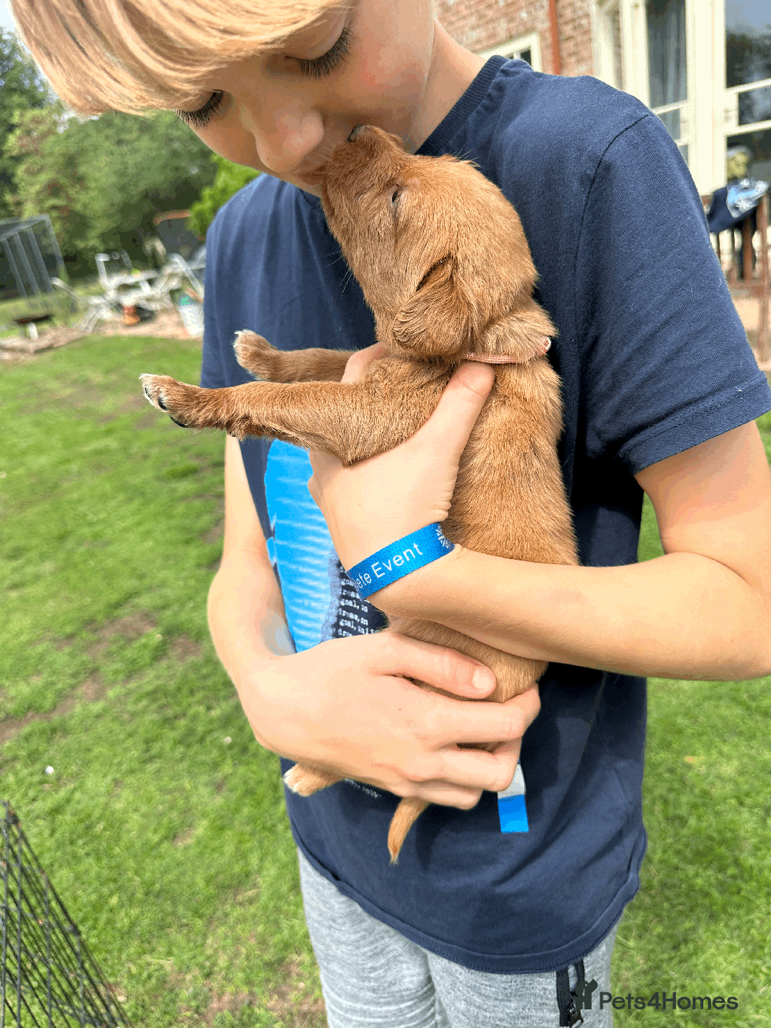 Labradoodle dogs for sale: Gorgeous F1b Labradoodle Puppies for loving homes. - Image 2