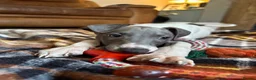 Mixed Breed dogs for sale: 🐾Reduced🐾READY NOW!!Italian x whippet pups! - Advert 8