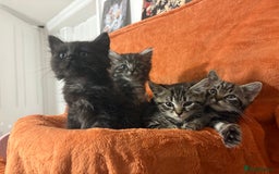 Ragdoll cats for sale: Ragdoll x British Shorthair kittens - Image 4