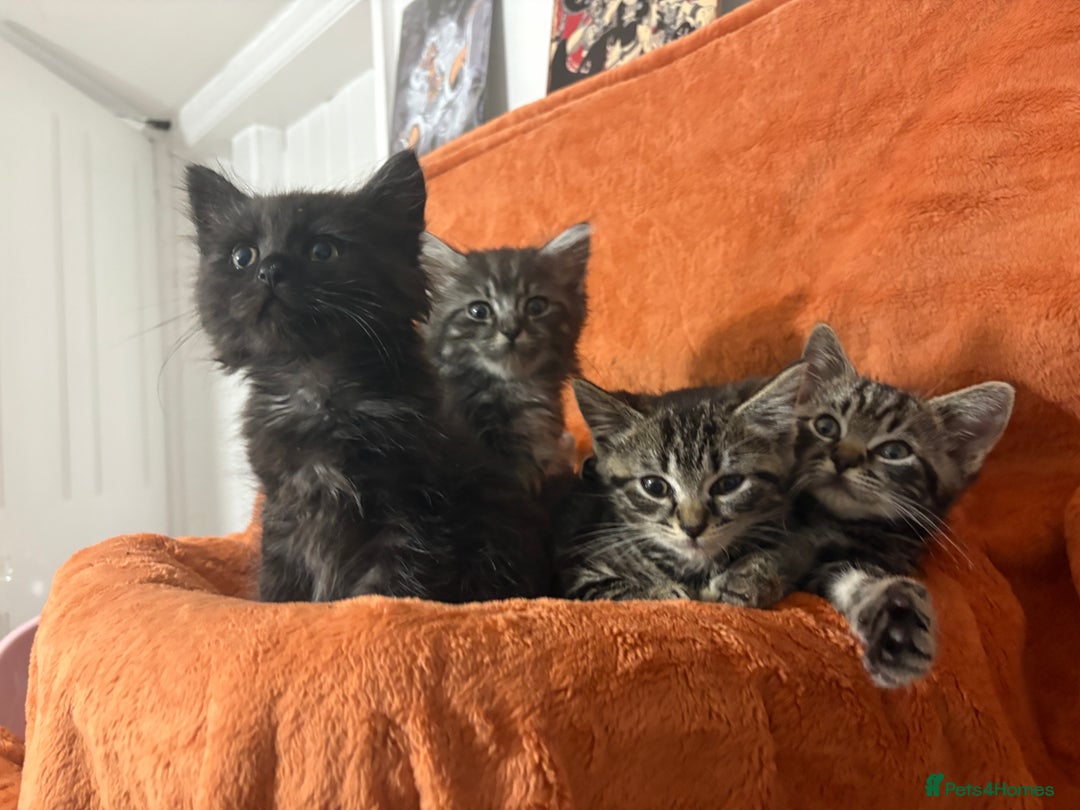 Ragdoll cats for sale: Ragdoll x British Shorthair kittens - Image 4