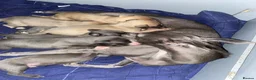 Whippet dogs for sale: KC Reg Whippet  - Advert 3