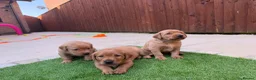 Labrador Retriever dogs for sale: Harleigh & FTCH Jarailstar Hogen of Stauntonvale - Advert 2