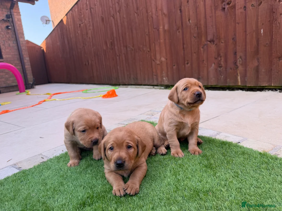 Labrador Retriever dogs for sale: Harleigh & FTCH Jarailstar Hogen of Stauntonvale - Advert 2