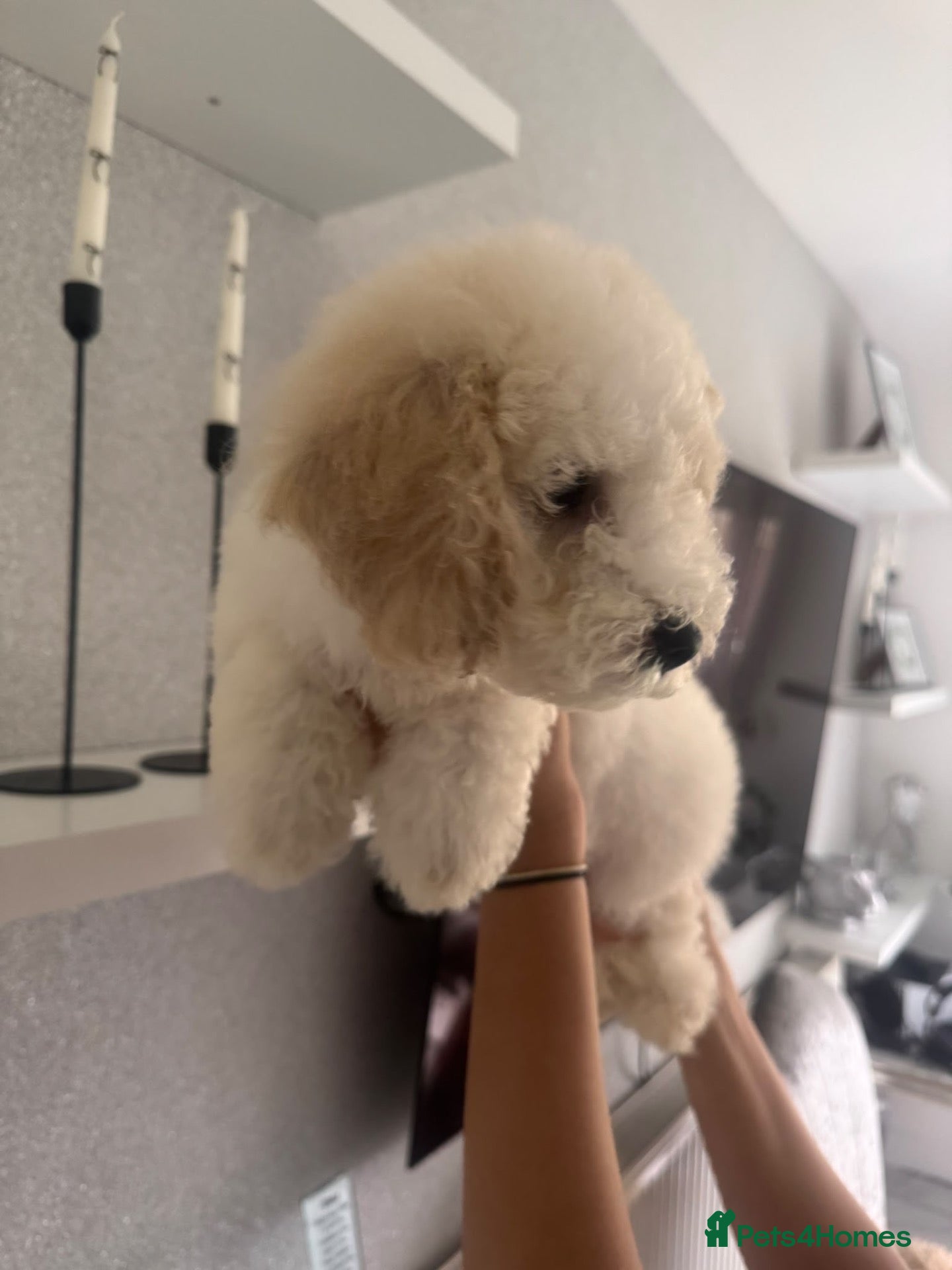 Cavapoochon dogs for sale: *REDUCED* LAST TINY BOY LEFT ready to leave - Advert 1