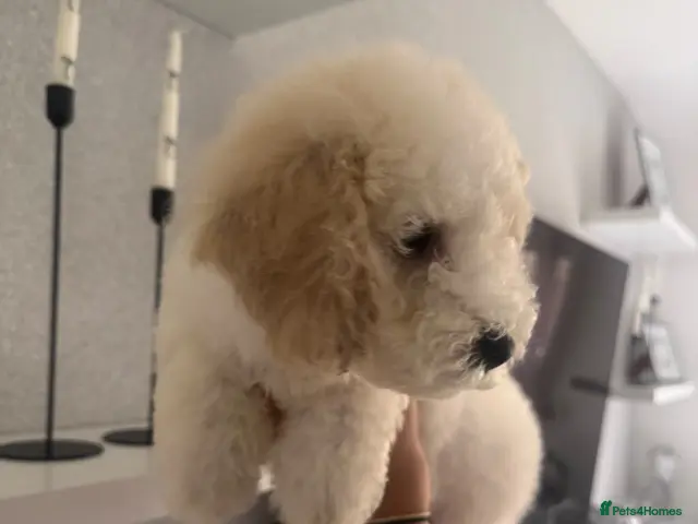 Cavapoochon dogs for sale: *REDUCED* LAST TINY BOY LEFT ready to leave - Advert 1
