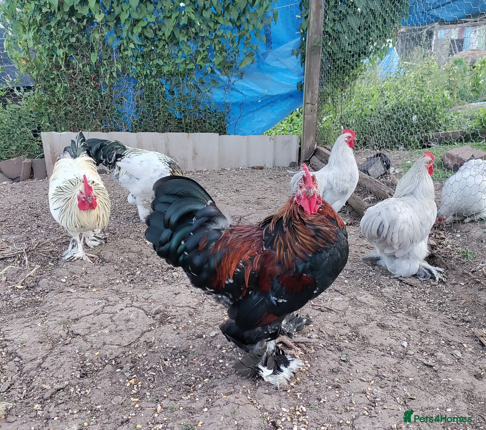 Chickens poultry Seven cockerels  - Advert 1