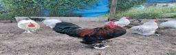 Chickens poultry for sale: Seven cockerels  - Advert 1