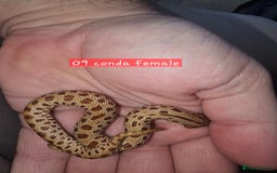 Snake reptiles for sale: Western Hognose Snakes  - Image 7