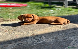 Miniature Dachshund dogs for sale: 2 female miniature dachshunds  - Image 2