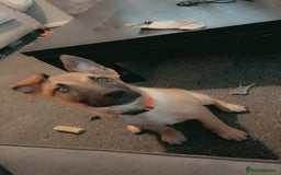 Mixed Breed dogs for sale: Belgian malinois cross border collie  - Image 7