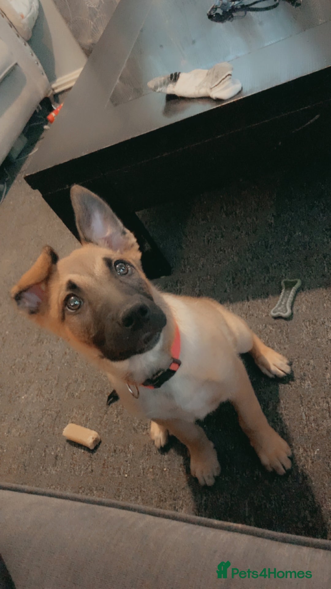 Mixed Breed dogs for sale: Belgian malinois cross border collie  - Image 7