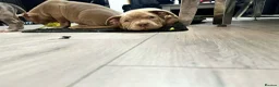 American Bully dogs for sale: Exclusive American Bully Pocket Premium Line - Advert 12
