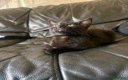 Bombay cats for sale: Two 12 week kittens new home (£30) - Image 2