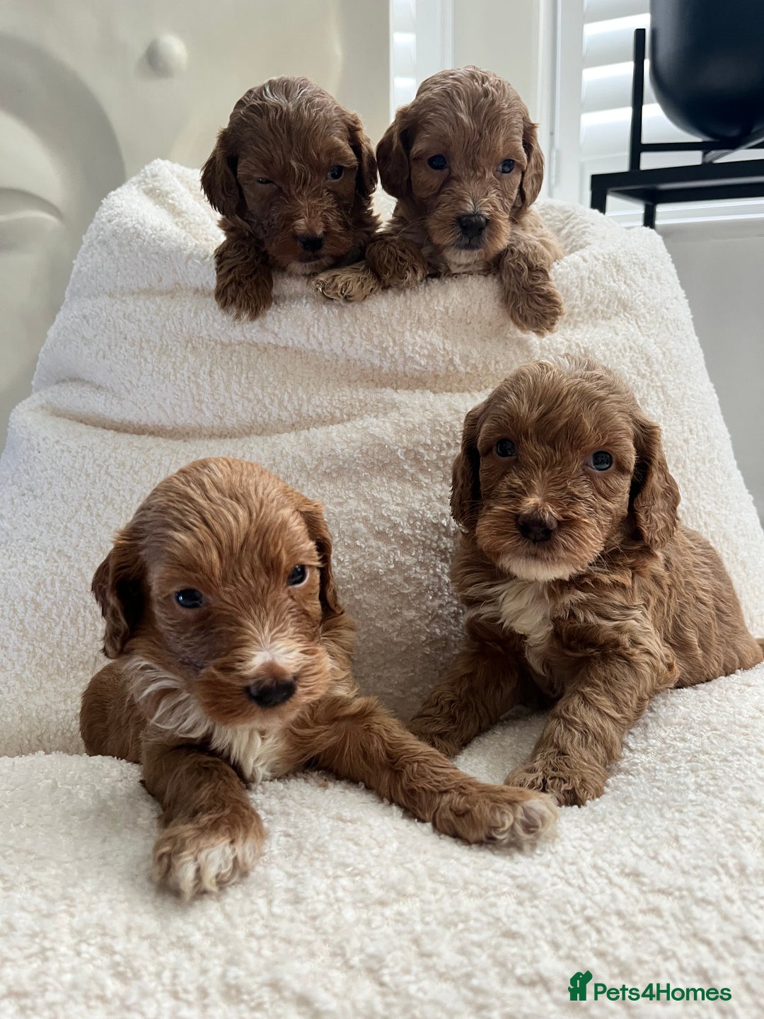 Australian Labradoodle dogs for sale: Absolutely Stunning Australian Labradoodle Puppies - Advert 1