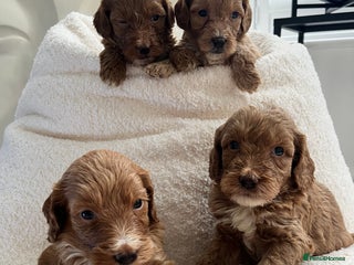 Australian Labradoodle dogs Absolutely Stunning Australian Labradoodle Puppies - Advert 1