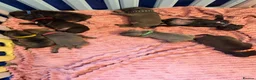 Staffordshire Bull Terrier dogs for sale: KC Staffordshire bull terrier pups  in Penarth - Advert 7