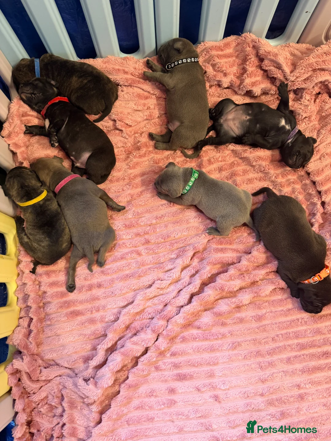 Staffordshire Bull Terrier dogs for sale: KC Staffordshire bull terrier pups  in Penarth - Advert 7