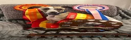 Whippet dogs for sale: KC Registered Male Whippet Puppies  - Advert 6