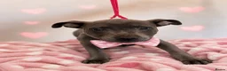 Staffordshire Bull Terrier dogs for sale: Staffordshire bull  - Advert 3