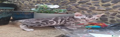 Silver Spotted girl 