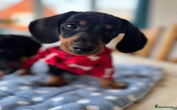 Miniature Dachshund dogs for sale: Last Boy *KC, PRA clear mini Dachshund puppies - Image 30