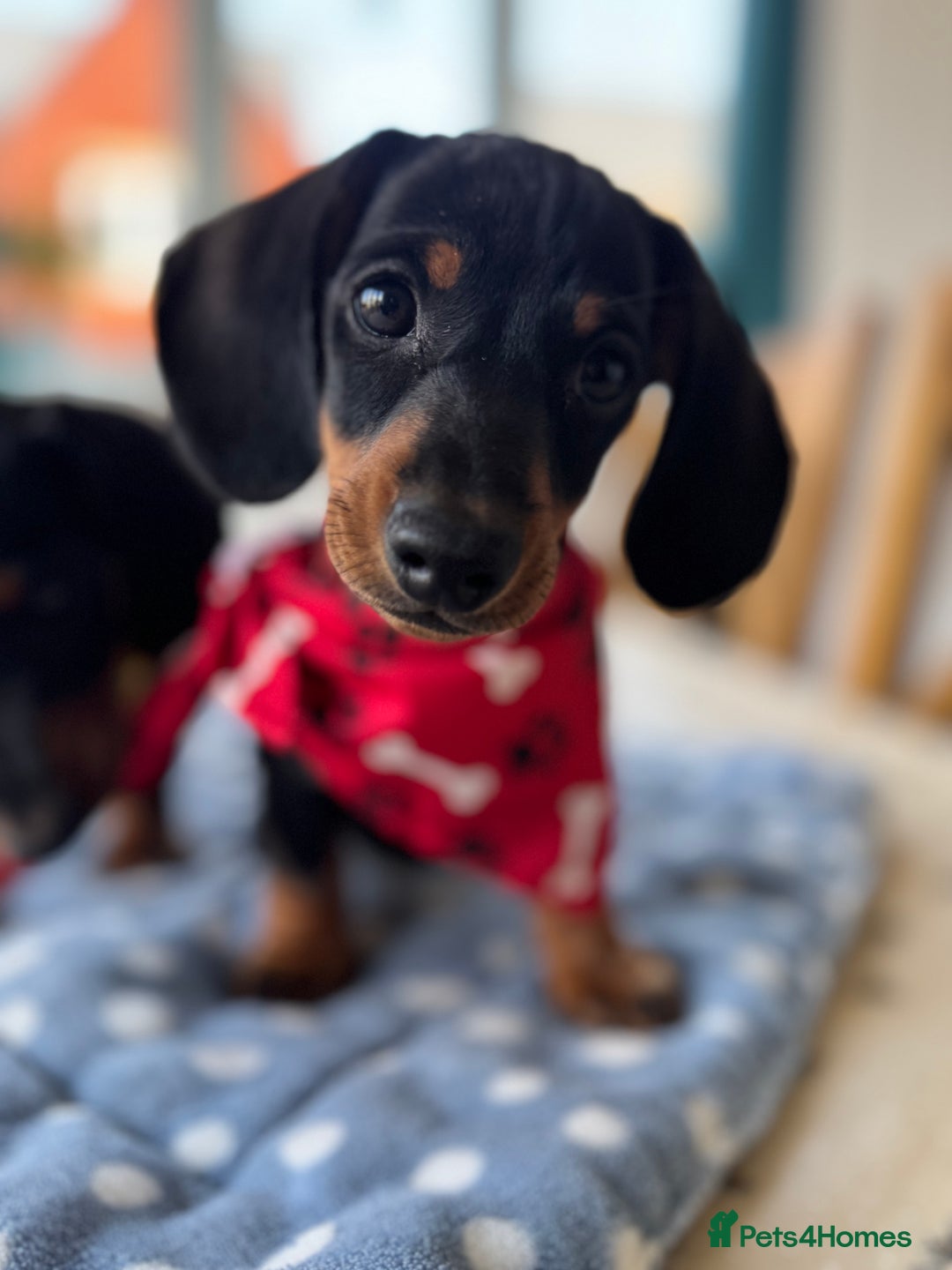 Miniature Dachshund dogs for sale: Last Boy *KC, PRA clear mini Dachshund puppies - Image 30