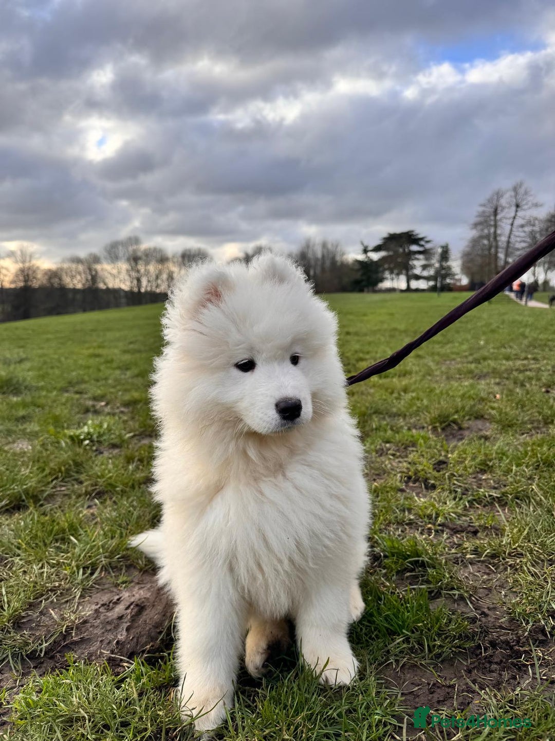 Samoyed dogs for sale: Lovely 4 GIRLS Samoyed puppy - Advert 30