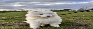 Samoyed Green