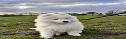 Samoyed dogs for sale: Lovely 1 GIRL Samoyed puppy - Advert 31