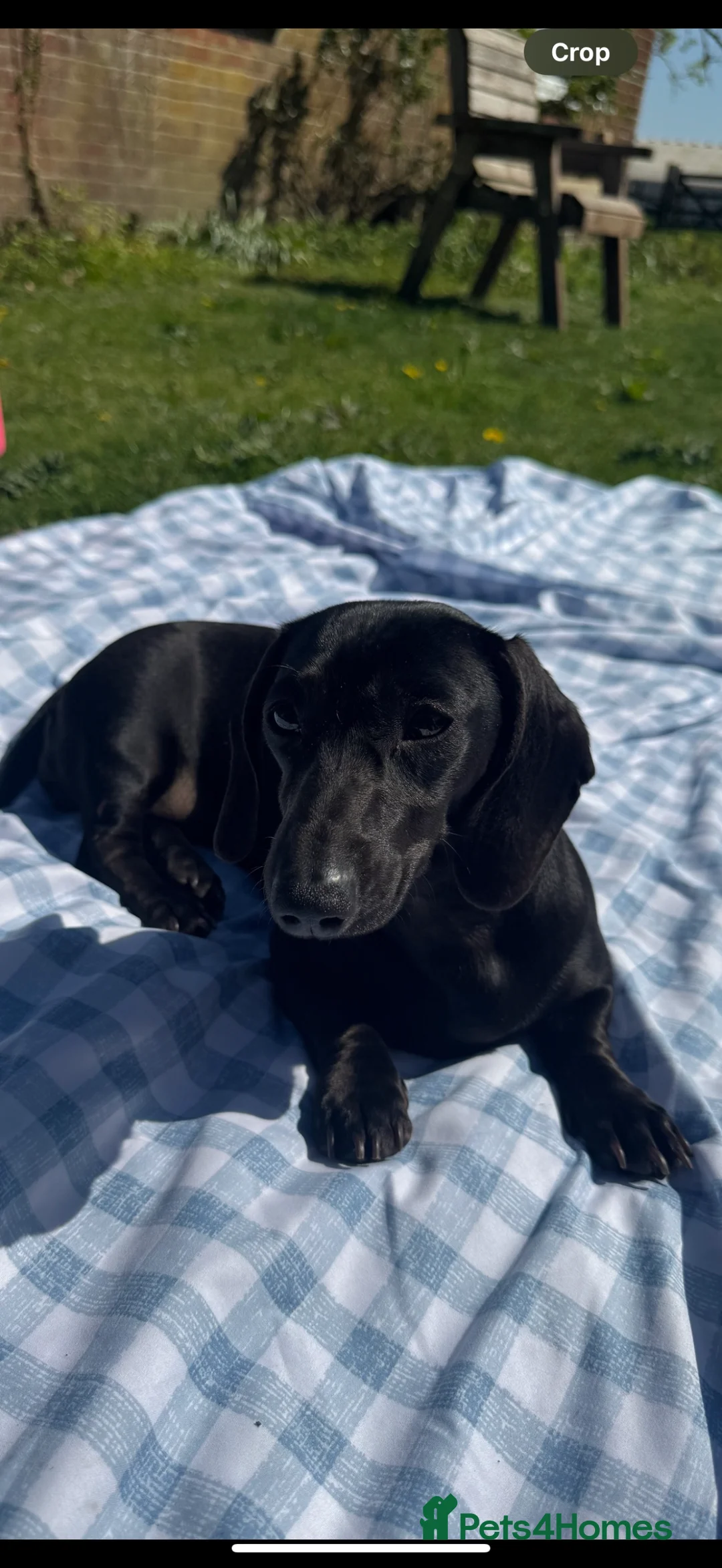 Miniature Dachshund dogs for sale: Miniature dachshund puppies in Marlborough - Advert 5