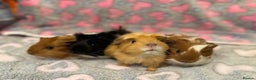 Guinea Pig rodents for sale: Beautiful Guinea pig babies  - Advert 2