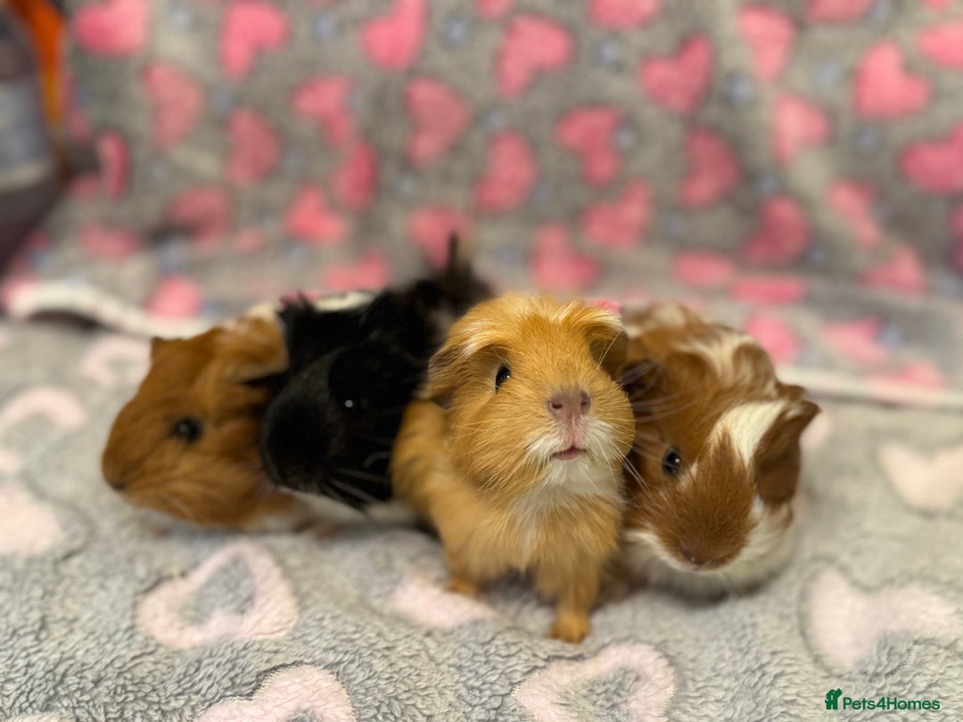 Guinea Pig rodents for sale: Beautiful Guinea pig babies  - Advert 2