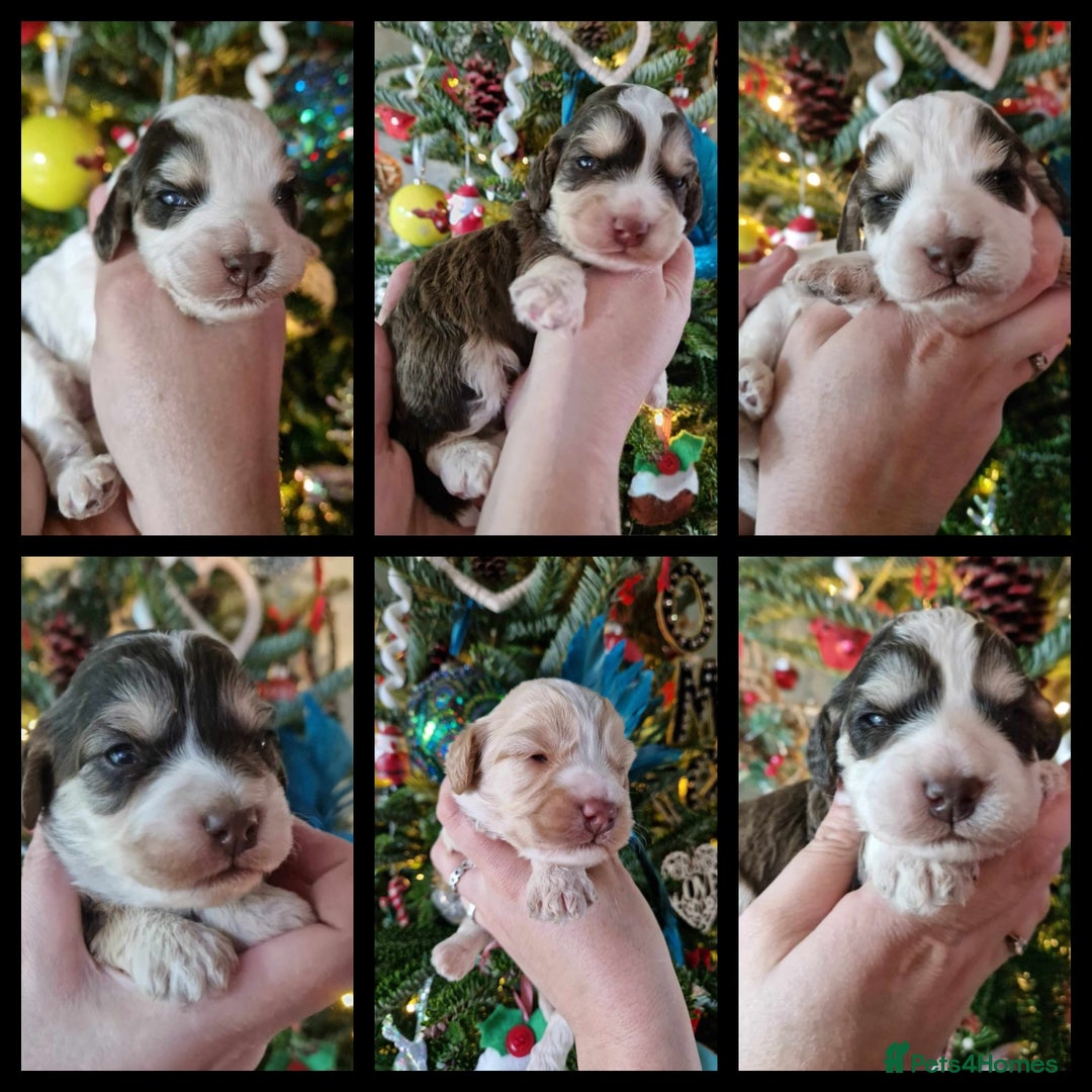 Miniature Poodle dogs for stud: KC registered / health tested / colour tested  in Bolton - Image 8