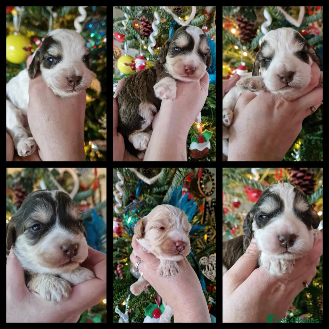 Miniature Poodle dogs for stud: KC registered / health tested / colour tested  in Bolton - Advert 8