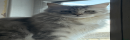 Maine Coon cats for sale: Stunning Maine Coon Kittens – 4 Girls & 1 Boy - Advert 24