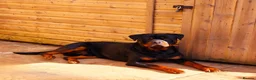 Rottweiler dogs for sale: 3 year old male rottweiler  - Advert 4